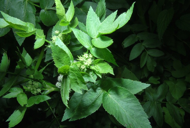 Helosciadium nodiflorum (= Apium nodiflorum)